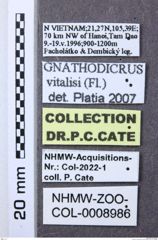 Etiketten zu Gnathodicrus vitalisi (NHMW-ZOO-COL-0008986)